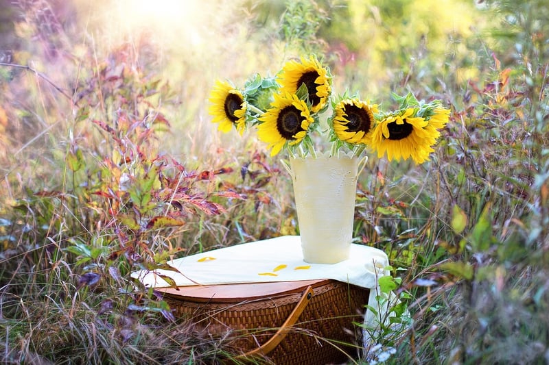Sunlight and Flowers