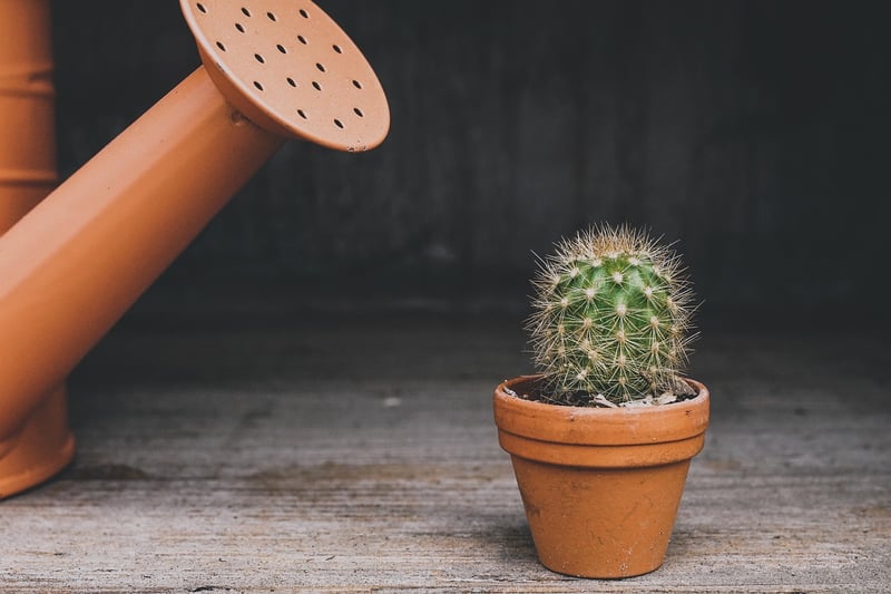 Plants and Herbs